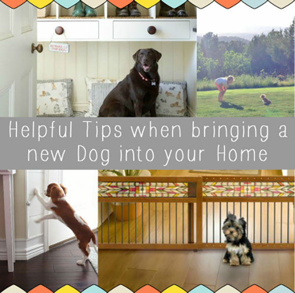 Bringing-a-New-dog-into-your-Home