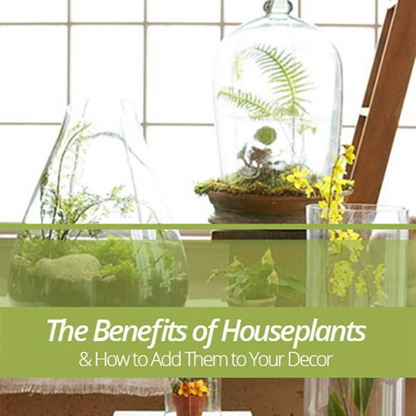 Benefits_of_Houseplants1