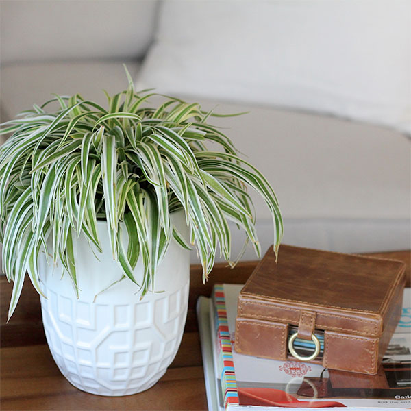 Houseplants can improve indoor air quality by removing air pollutants